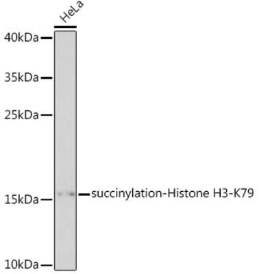 Western Blot: Histone H3 [Succinyl Lys79] AntibodyAzide and BSA Free [NBP3-15599]